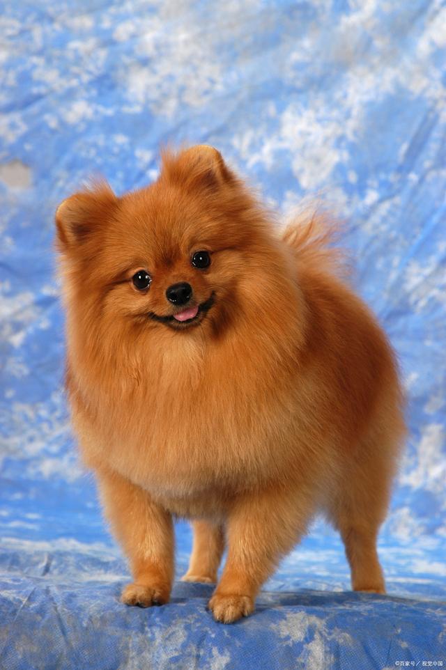 猫什么都不蹭，什么原因？揭秘猫咪的奇异行为